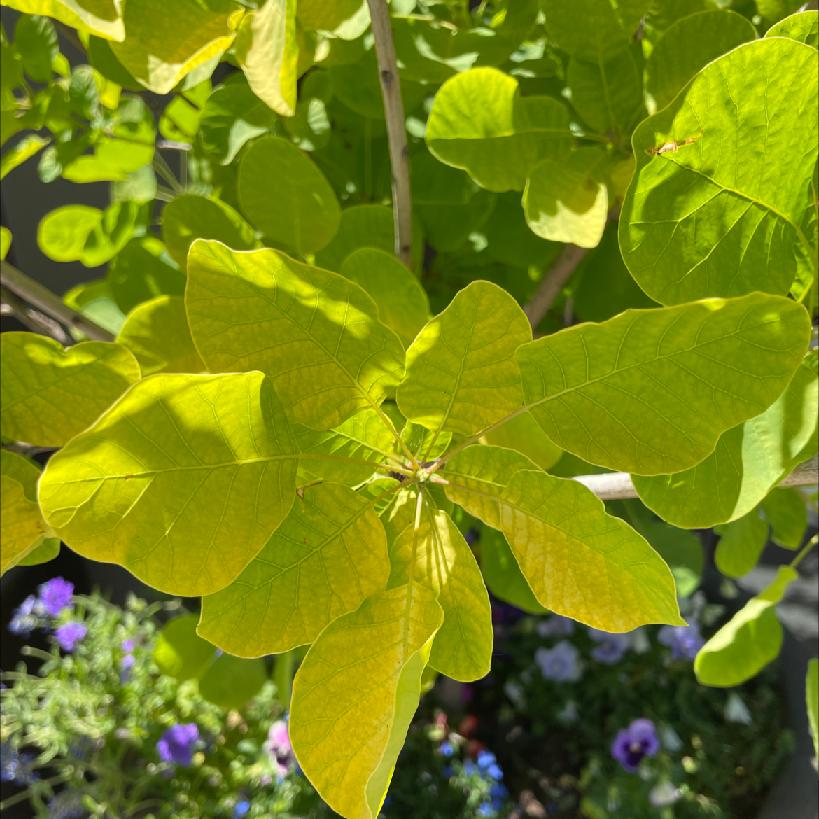 Smokebush plant with yellowing leaves, well-framed and centered, with other plants in the background.
