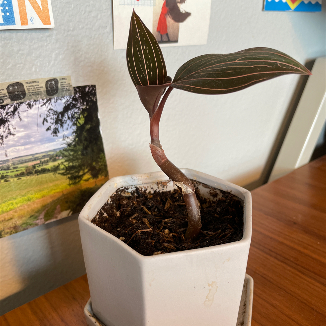 Jewel Orchid in a white pot with visible soil and healthy leaves.