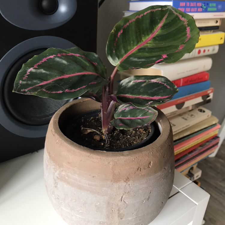 Potted Rose Calathea plant with pink and green variegated leaves showing slight discoloration, in terracotta planter on shelf with books.