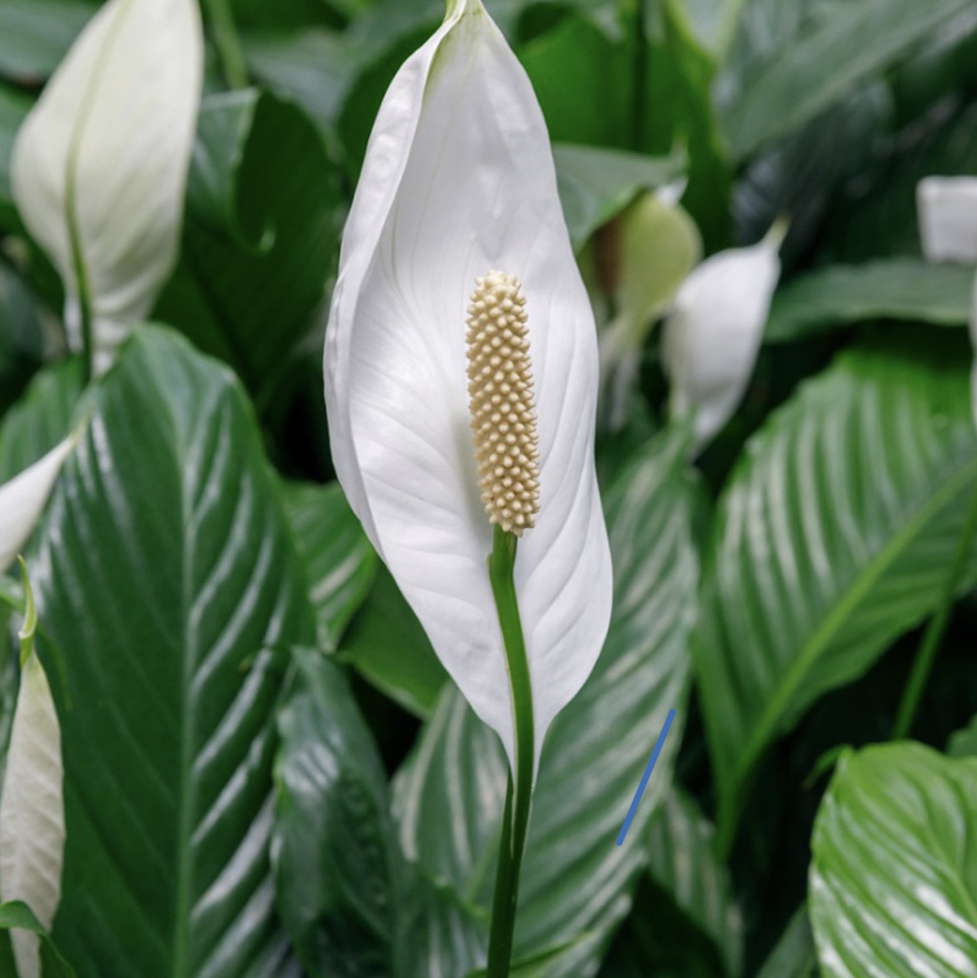 Peace Lily plant photo by @dakota named Michael on Greg, the plant care app.