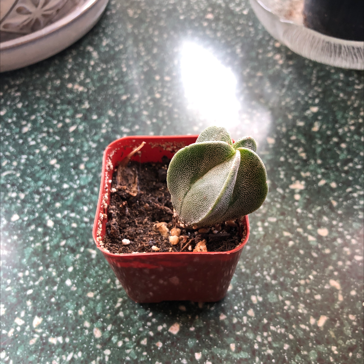 Small Bishop's Cap Cactus in a red pot with visible soil on a green speckled surface.