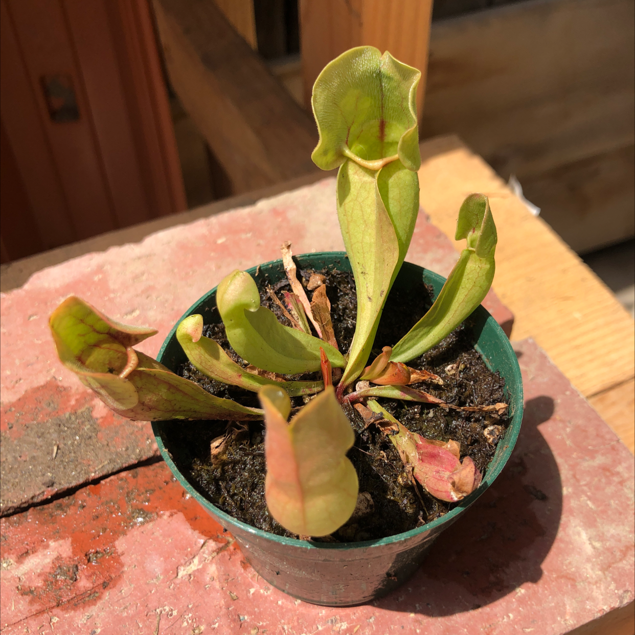 Purple Pitcher Plant in a green pot with some browning leaves and visible soil.