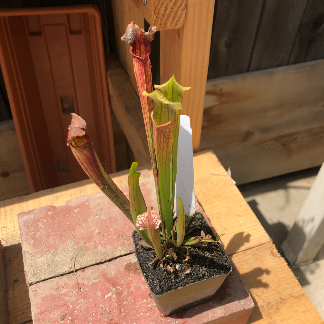 White Topped Pitcher Plant in a small pot with some browning on the edges of the pitchers.