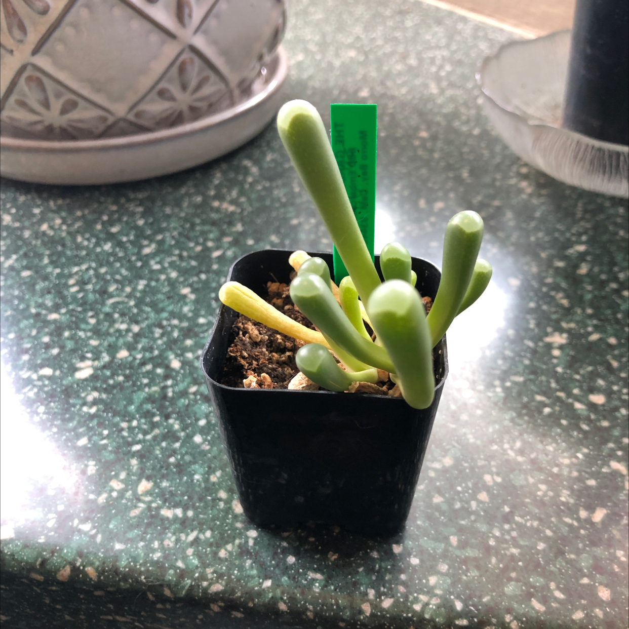 Potted Baby Toes plant (Fenestraria rhopalophylla) on a green speckled surface.