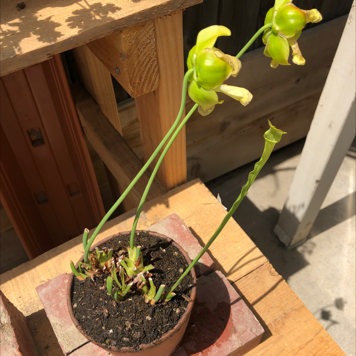 Yellow Pitcher Plant in a small pot with visible soil, placed in a sunny outdoor setting.