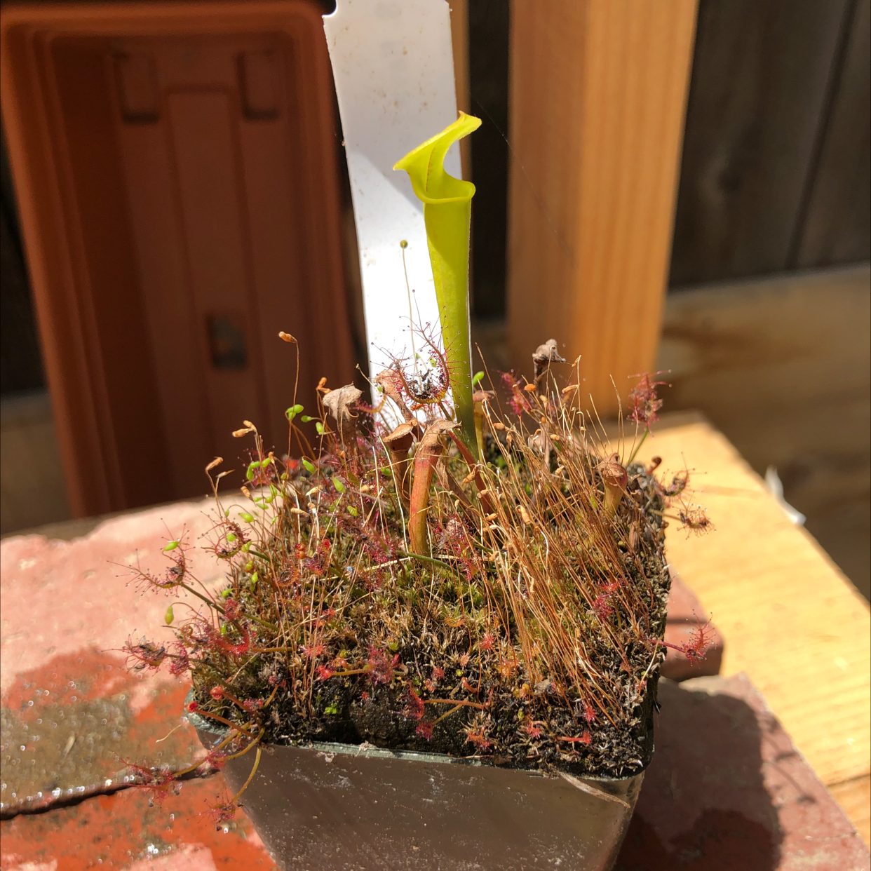 Yellow Pitcher Plant in a small pot with moss and other small plants.