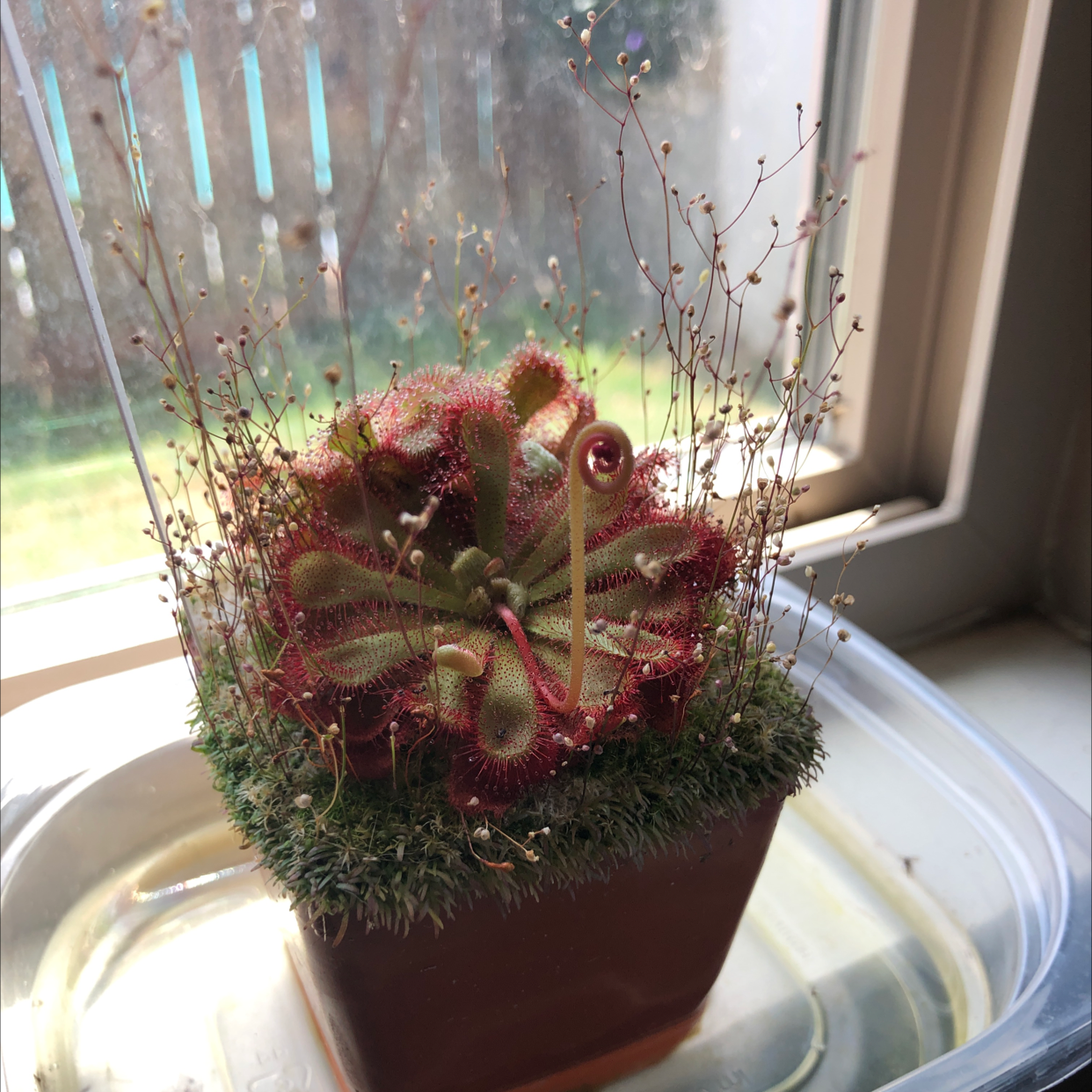 Spoon-Leaved Sundew plant in a small pot on a windowsill, appearing healthy.