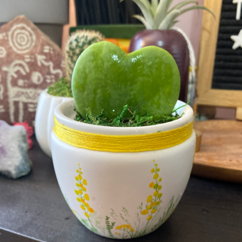 Sweetheart Hoya plant in a decorative pot with other plants and items in the background.