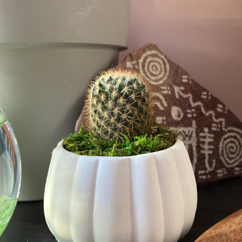 Healthy Simpson Hedgehog Cactus with dense yellow spines in a white ceramic pot, sitting on a dark surface with a patterned pillow in the background.