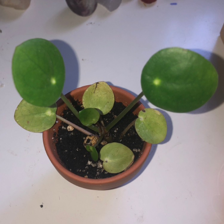 Chinese Money Plant plant photo by @nataliehammond named Maya on Greg, the plant care app.