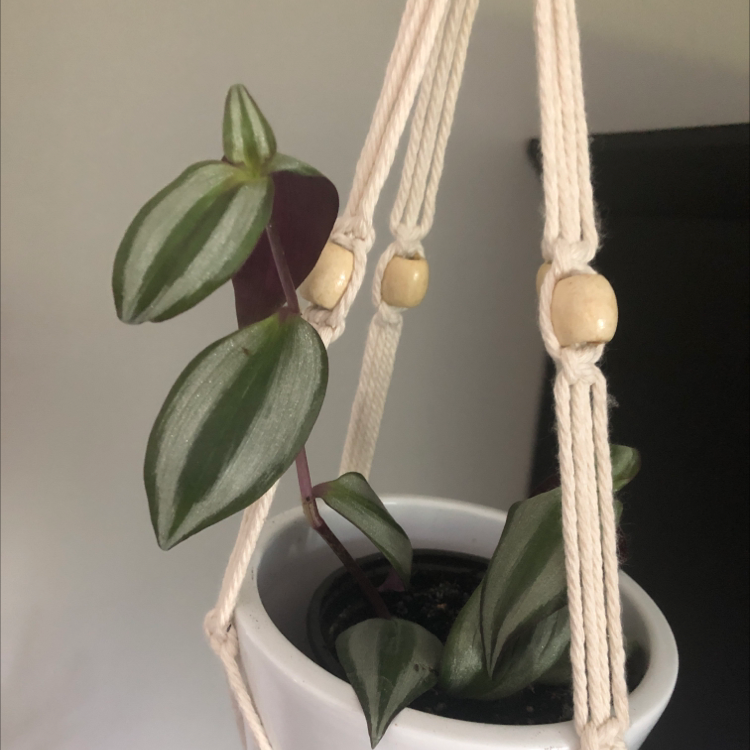 Spiderwort plant photo by @nataliehammond named Callista on Greg, the plant care app.