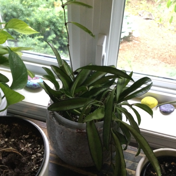 Photo of the plant species Wayetii by @jorobl named Wyle on Greg, the plant care app