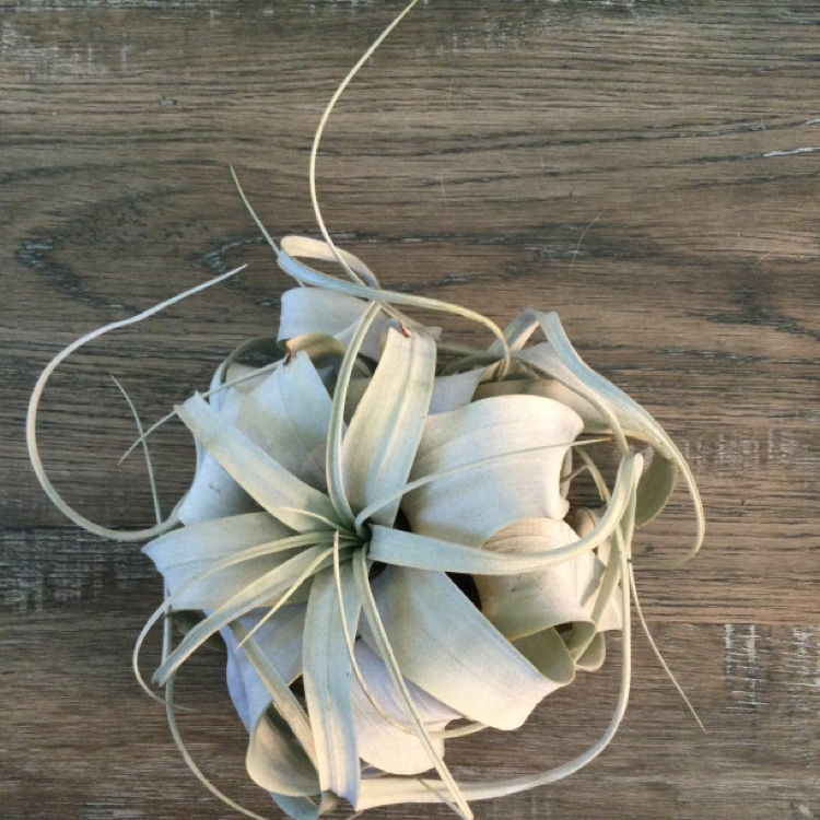 Tillandsia Xerographica plant with healthy, well-formed leaves, centered and well-framed.