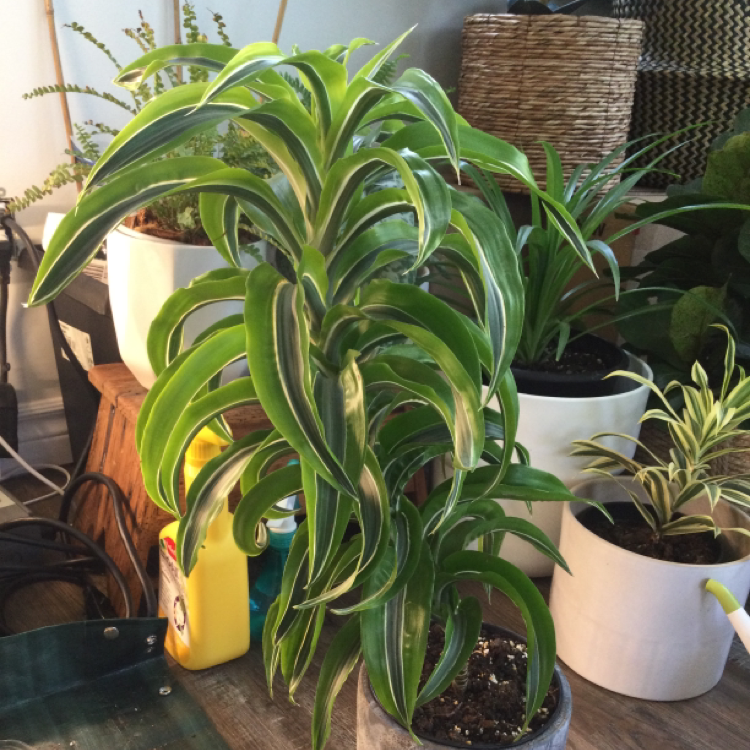 Healthy Lemon Surprise Snake Plant with vibrant green leaves and white edges in a pot with visible soil.