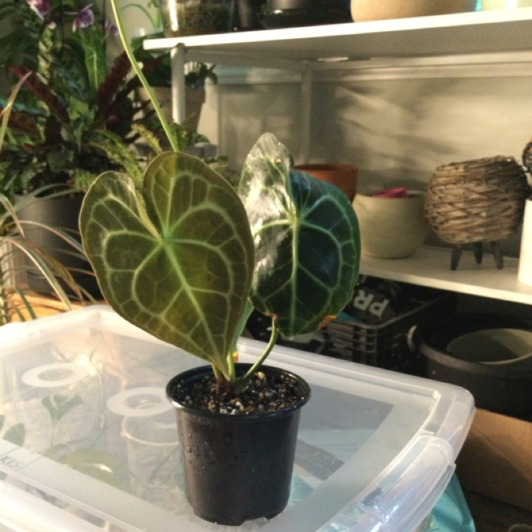 Photo of the plant species Velvet Cardboard Anthurium by @jorobl named Clarice on Greg, the plant care app