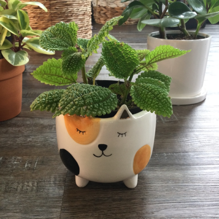 Pilea mollis plant in a decorative cat-themed pot with vibrant green leaves.