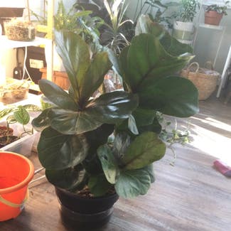 Fiddle Leaf Fig plant in Grand Bend, Ontario