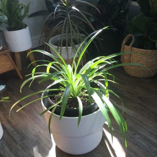 Spider Plant plant in Grand Bend, Ontario