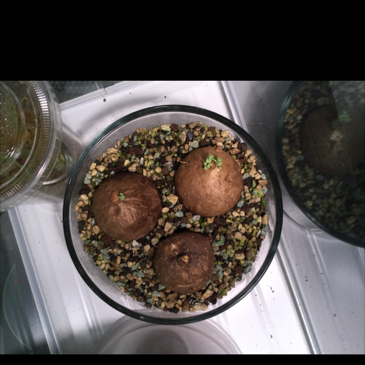 Three Stephania erecta plants in a glass container with pebbles, showing small green shoots.