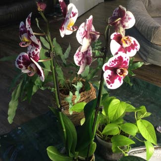 Phalaenopsis orchid plant in Grand Bend, Ontario
