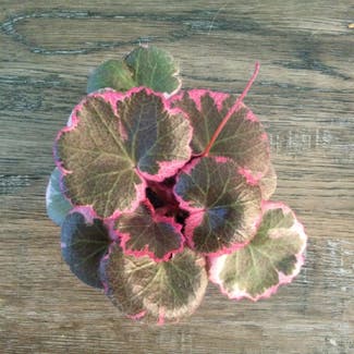 Strawberry Begonia plant in Grand Bend, Ontario