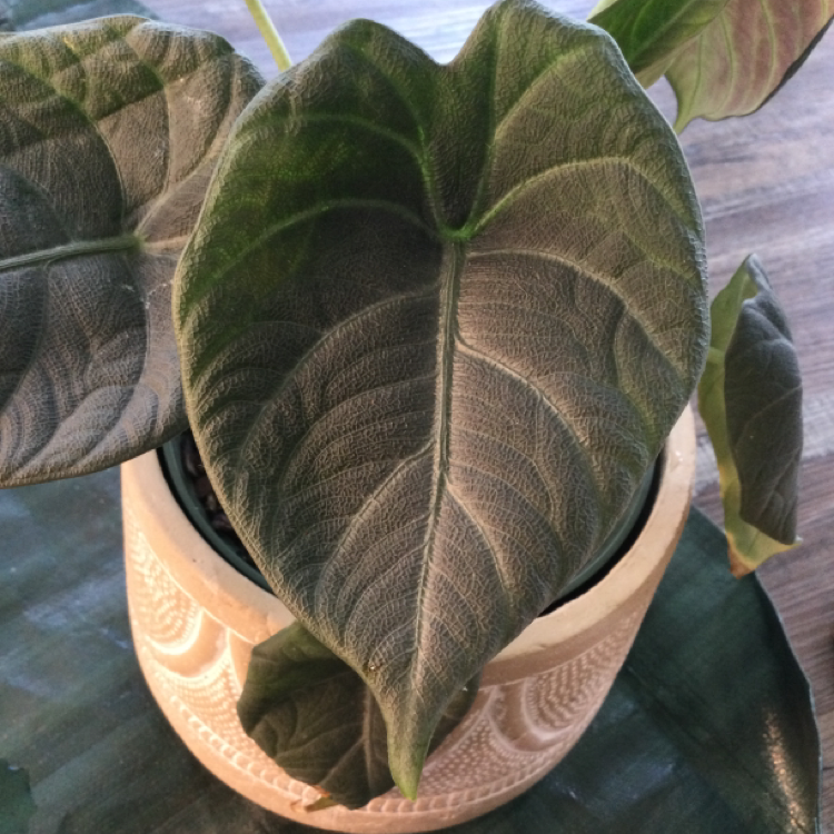 Potted Alocasia 'Maharani' plant with large, textured leaves.