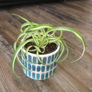 Curly Spider Plant plant in Grand Bend, Ontario
