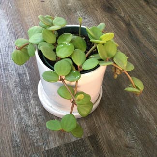 Vining Peperomia plant in Grand Bend, Ontario