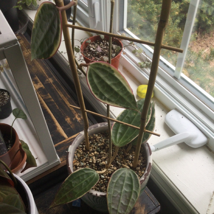 Hoya macrophylla 'Albomarginata' plant in a pot with visible soil, placed near a window.