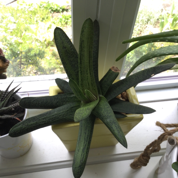 Photo of the plant species Gasteria 'Purple Dragon' by @jorobl named Gaston on Greg, the plant care app
