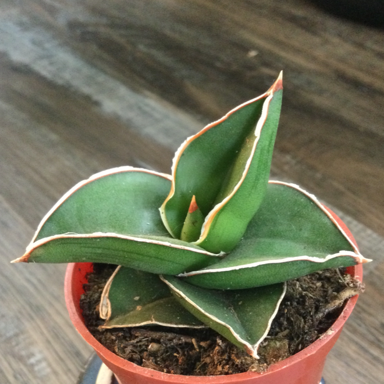 Blue Sansevieria plant in a small pot with green leaves and white edges.