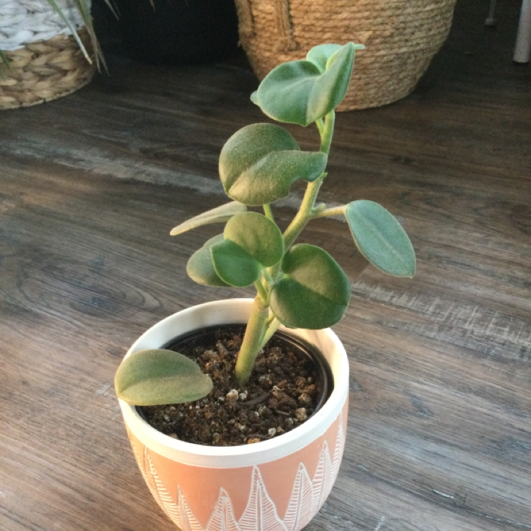 Photo of the plant species Felted Peperomia by @jorobl named Willow on Greg, the plant care app