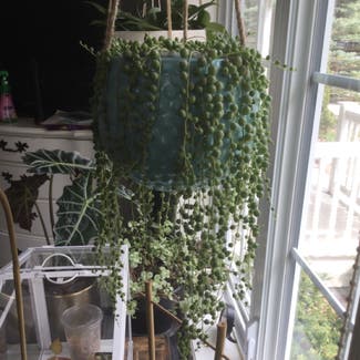 String of Pearls plant in Grand Bend, Ontario