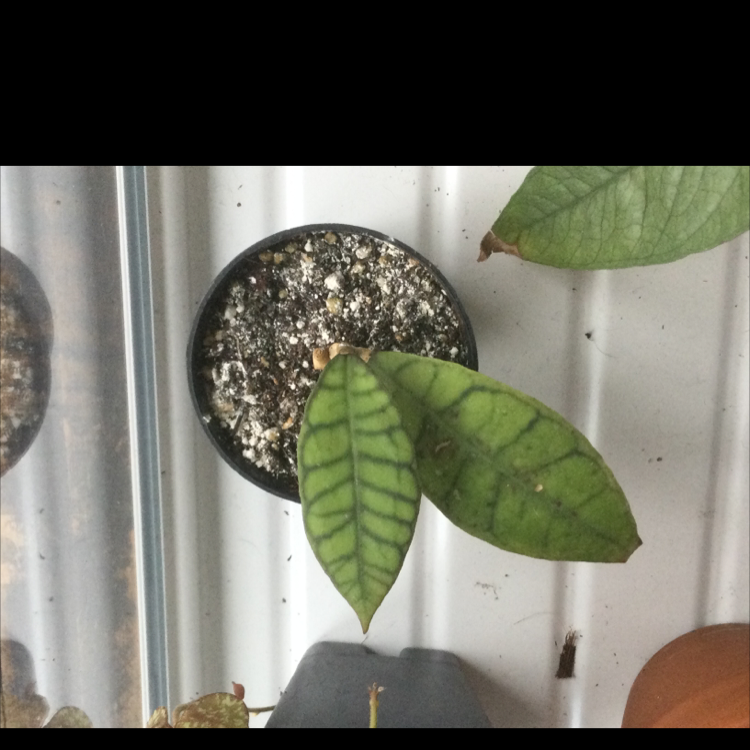 Potted Stiff Leafed Hoya plant with distinct vein pattern on leaves.
