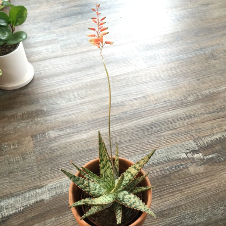 Photo of the plant species Aloe 'Mellow Yellow' by @jorobl named Cleopatra on Greg, the plant care app