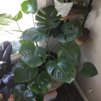 Monstera plant in Grand Bend, Ontario