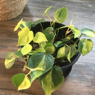 Philodendron 'Brasil' plant in Grand Bend, Ontario