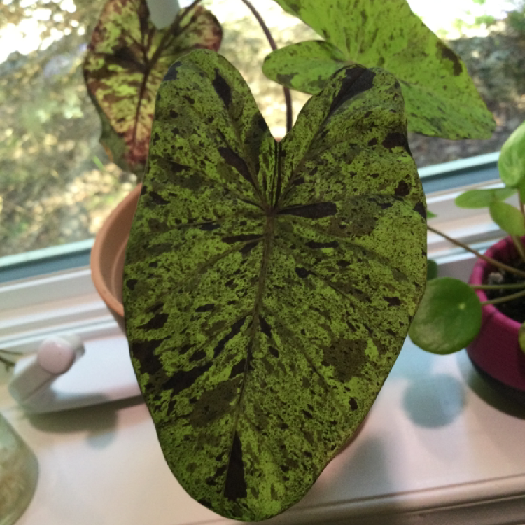 Taro 'Mojito' plant with variegated leaves, well-framed and healthy.
