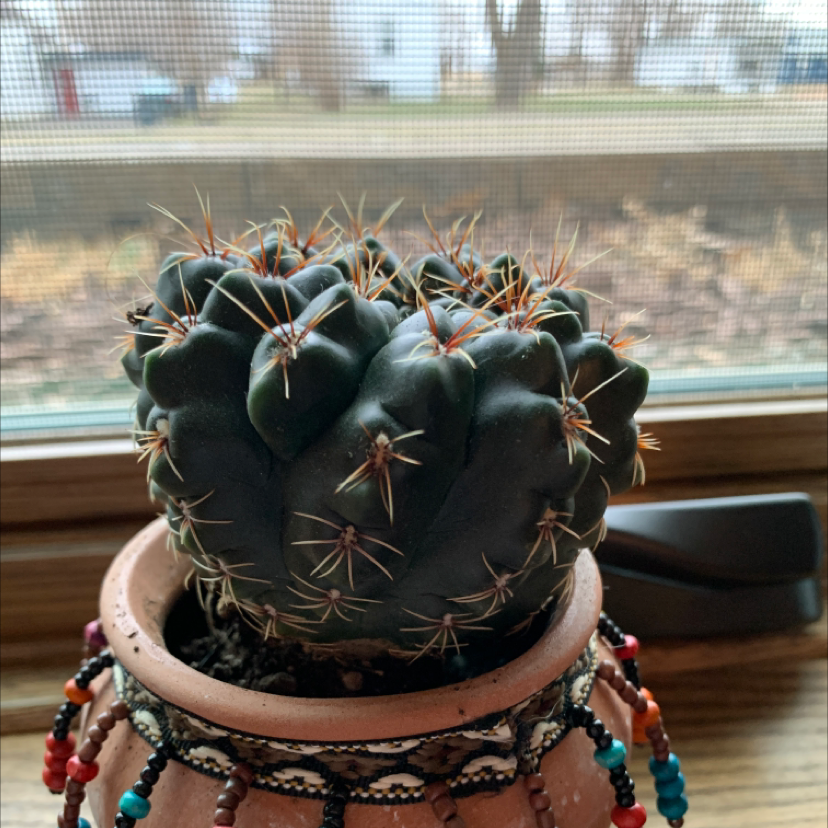 Devil's Pincushion cactus in a decorative pot on a windowsill.