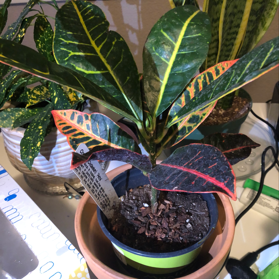 A vibrant and healthy Croton 'Petra' plant with colorful variegated leaves in a green plastic pot.