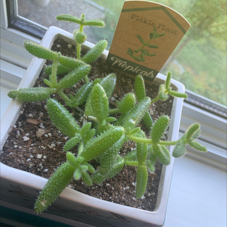Photo of the plant species Pickle Plant by @Calla.DeRosa named Pickle on Greg, the plant care app