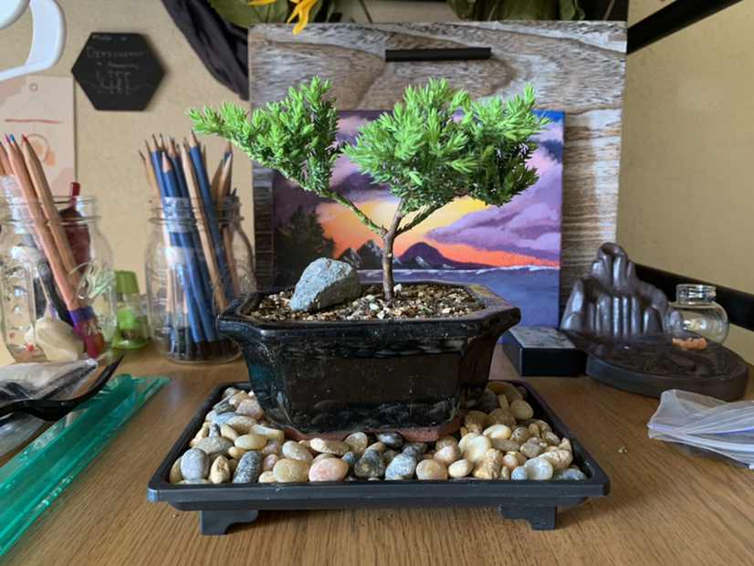Photo of the plant species American Juniper by @moe.laney named benji on Greg, the plant care app