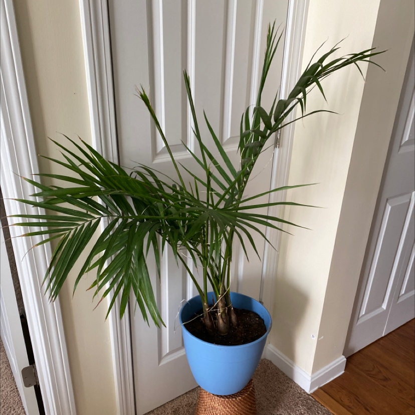 Healthy Areca Palm in a bright blue pot, thriving indoors near a window with lush green fronds and no signs of disease.