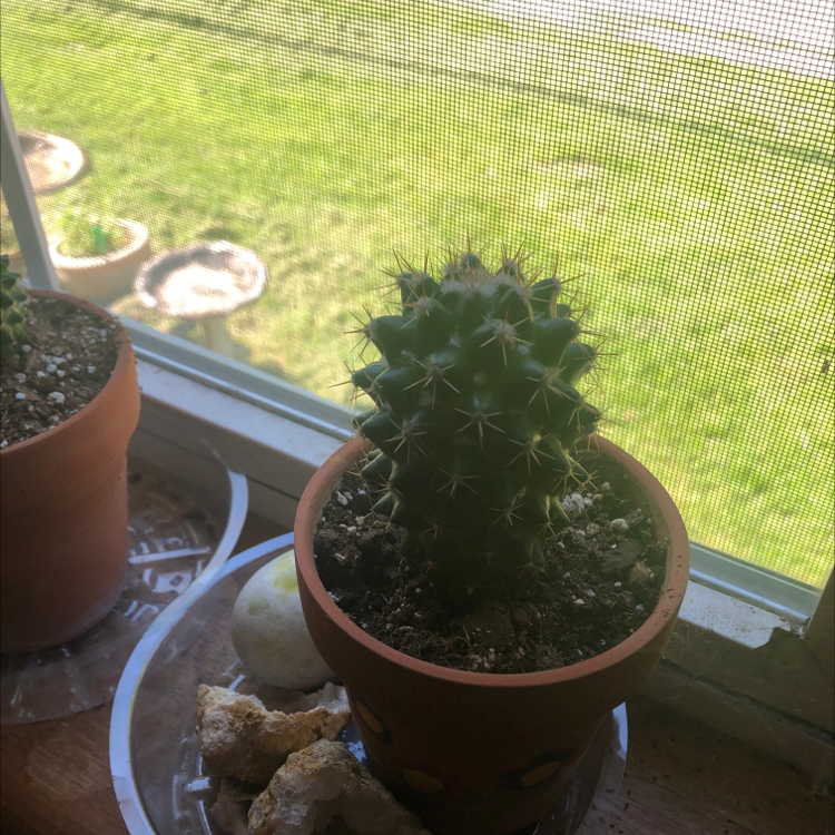 Golden Barrel Cactus plant photo by Kyli named Mia on Greg, the plant care app.