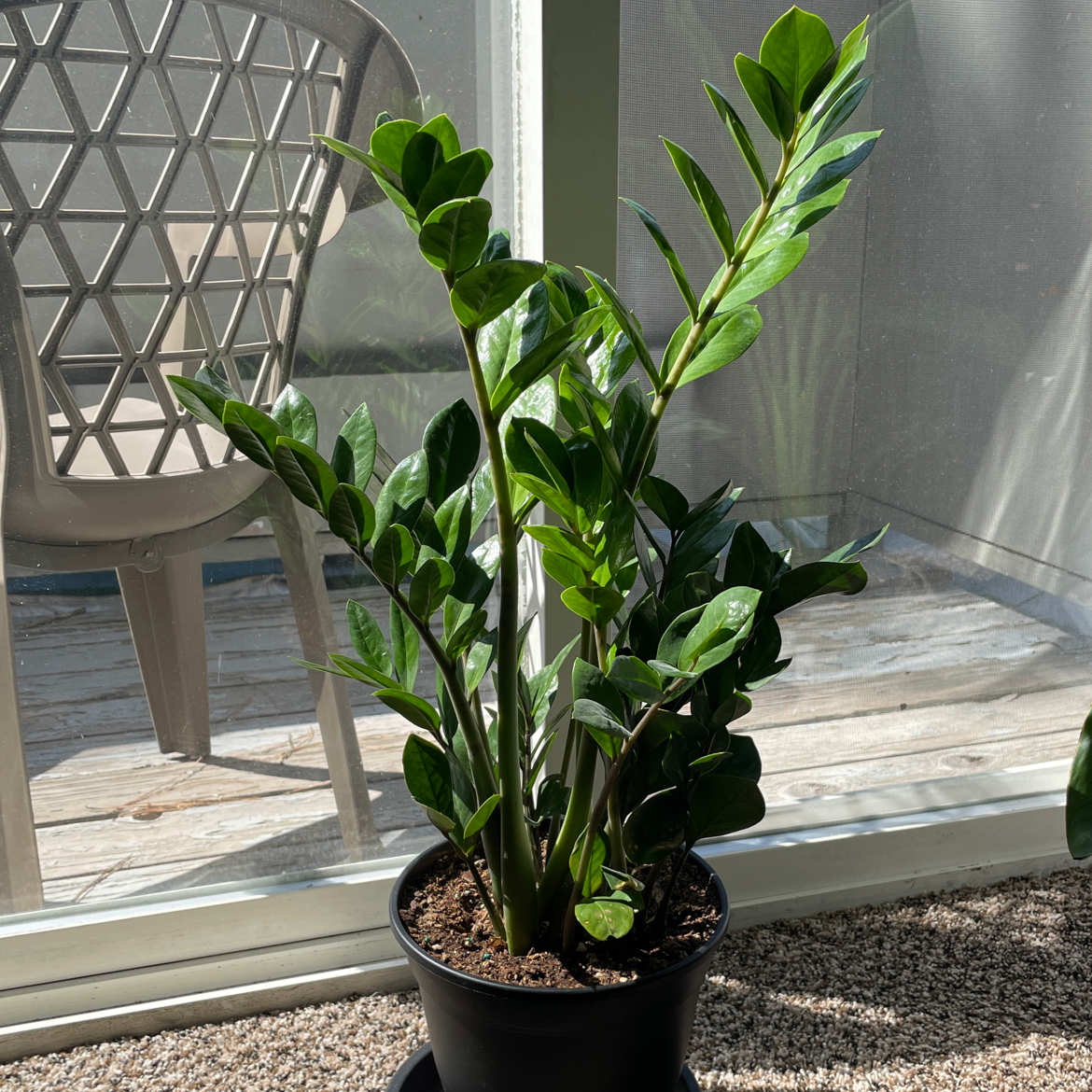 Zamioculcas Zamiifolia plant photo by Katie named ZZ on Greg, the plant care app.