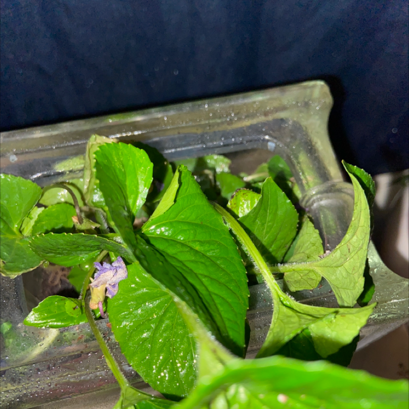 Common Blue Violet plant with green leaves and a small purple flower in a transparent container.
