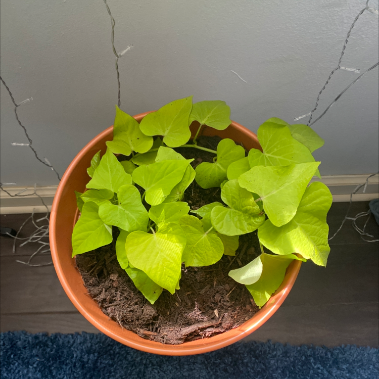 Healthy sweet potato vine with vibrant lime green heart-shaped leaves growing in a terracotta pot, well-framed and in focus.