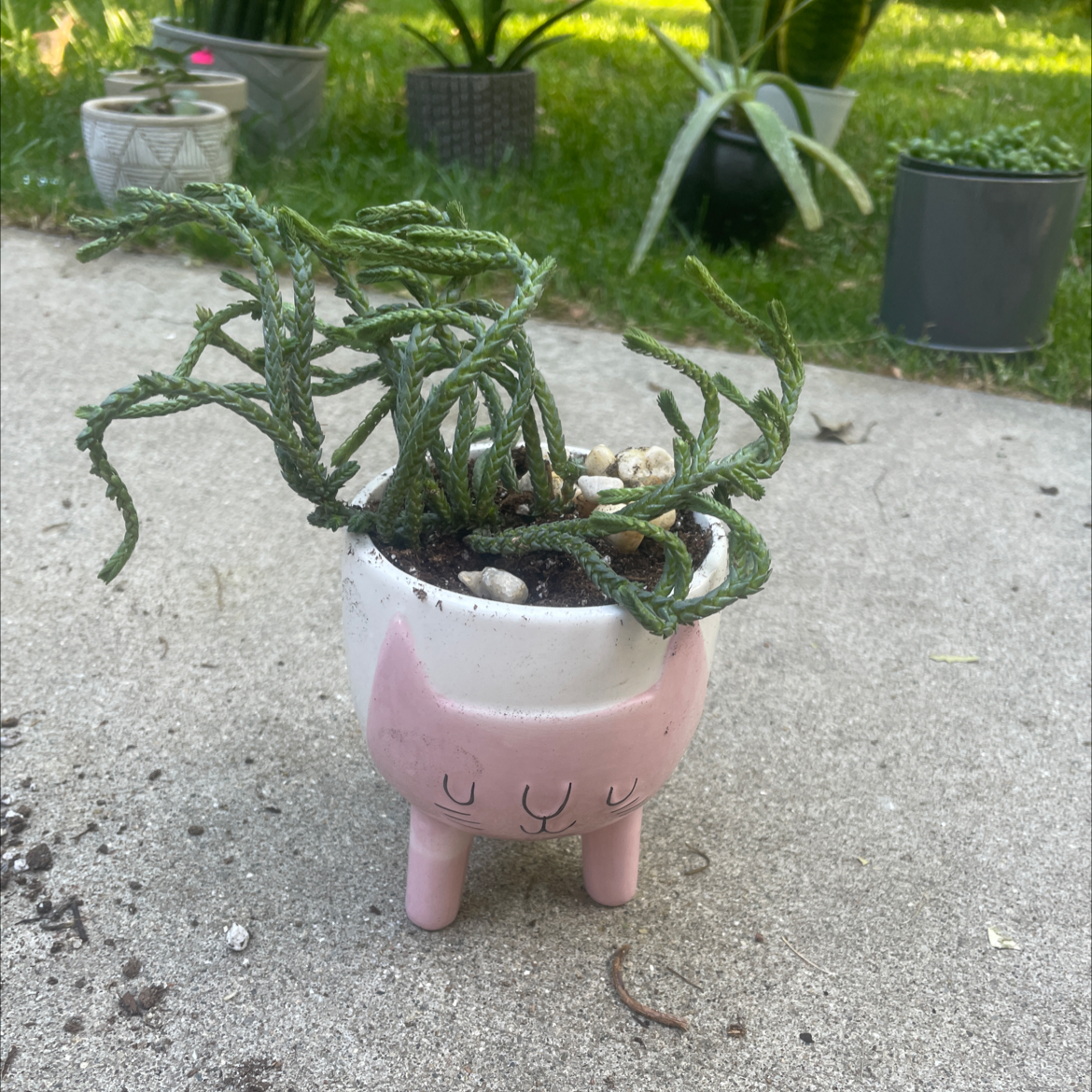 Cane Cholla plant in a decorative pot on a concrete surface with other plants in the background.