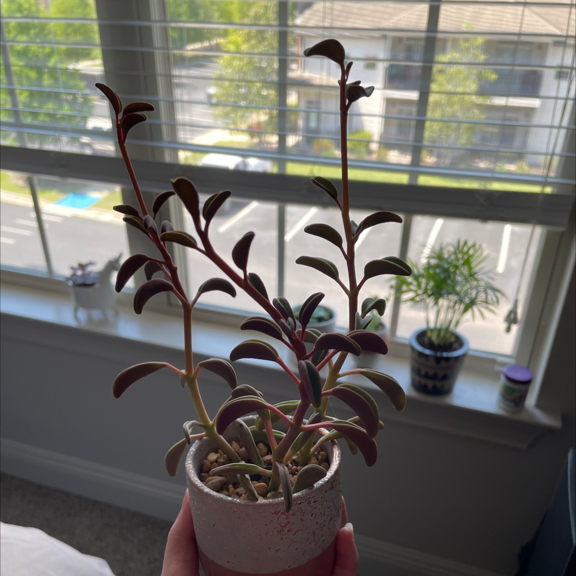 Peperomia graveolens 'Ruby Glow' plant in a pot, held by a hand, with a window and other plants in the background.