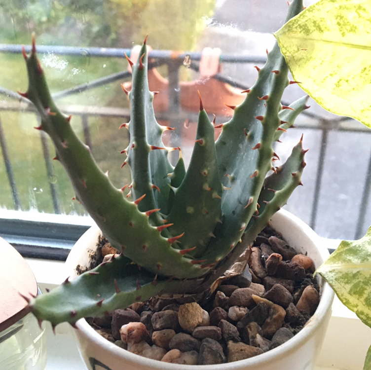 Photo of the plant species Cape Aloe by Eleanor named Ruben on Greg, the plant care app